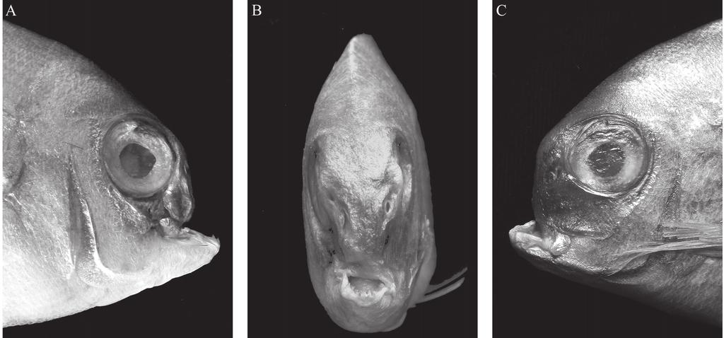 JAWAD & HOSIE: On the record of pug-headednes in snapper, Pagrus auratus from New Zealand 207 Fig. 3. Head of pug-headed specimen of Pagrus auratus, (NIWA # 16350) A. right view; B. front view; C.