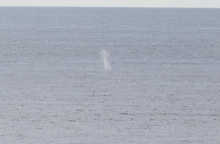 This was shortly followed by the sighting of a minke whale on the port side of the ship, its blow hole and fin clearly visible before it sank beneath the waves.