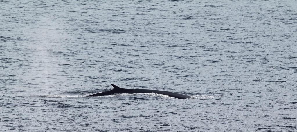 sightings of whales, 4 of which we could correctly identify to fin whales, with the others we didn t see enough of the animal to identify it to species.