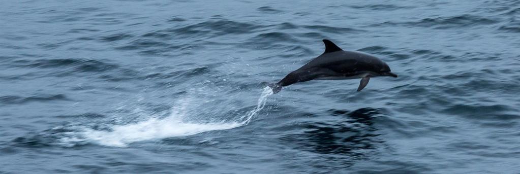 they were fish was direction of the tail whereas cetaceans have horizontal tails, fish like tuna have vertical tails.