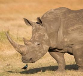 RHINO POPULATIONS Five species of rhino exist in the world today, and all are threatened with extinction in the wild, mainly due to the threat of poaching and habitat loss.