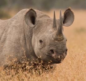 rhino Vulnerable Sumatran rhino Critically Endangered Javan rhino Critically endangered WHITE RHINO 19,000 RHINO POACHING 2016 was another year of more than 1,000 rhinos poached in