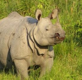 Kruger National Park (KNP) continues to be the location worst hit by rhino poachers, but it should be noted the number of carcasses discovered in KNP is down year on year.