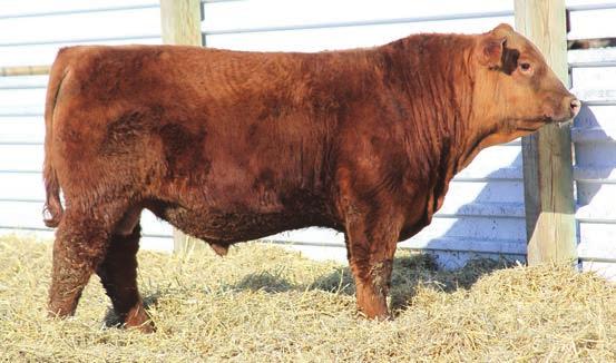05 46% 48% 64% 53% 37% 39% 18% 37% 7% 33% 59% 47% 44% 39% 3% 97% Deep dark red, lots of length Smooth front shoulders, big top, stout bull Lots of length I d use him on heifers 32 CER BEAST 7232 Dam