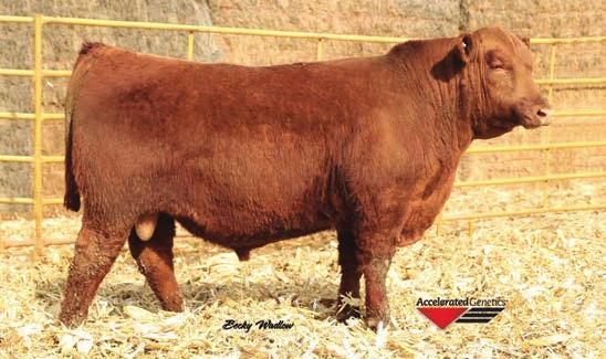 Reference Sires BRYLOR JKC GHOST RIDER 108Y SB 2/1/11 1A 100% 1472966 83 RED COMPASS MULBERRY 449M RED FINE LINE MULBERRY 26P 762 RED DUS FAYETTE 8G 1363