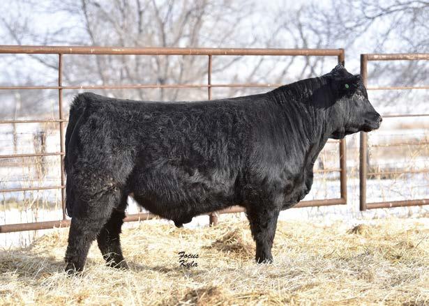 solids! But, this Sheriff son offers a lot of value, especially in terms of meat, muscle, structure, and appeal. If you ve got a set of commercial Angus cows, think baldy feeder cattle!
