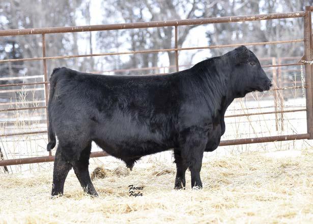 gives us flashbacks! The Houdini calves have their daddy's later maturity pattern, but who doesn't love cattle that get better every day you own them?