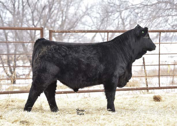 donor! 101 is his Granddam, and 51R has been just as good. This guy is moderate in his frame with a square hip, strong top, and ample depth of body.