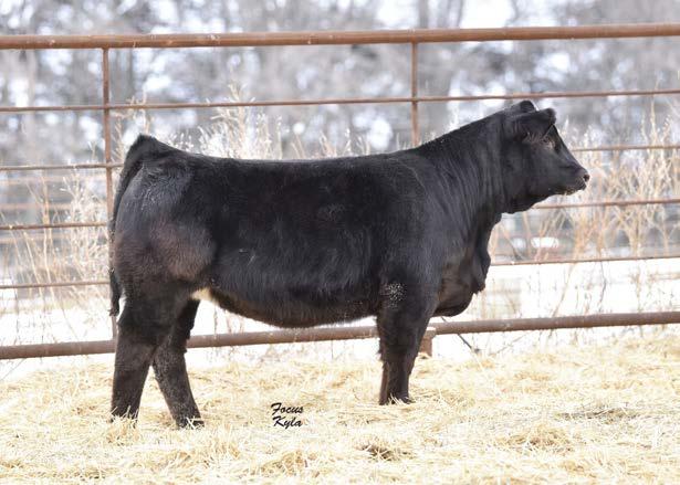 NLC Upgrade U8676 Miss Dux 316A 101 Here s a really complete Utah daughter out of an Upgrade x 101 cow. If you have followed our program, you know the influence of cow 101!