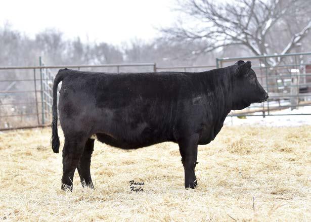 Her young dam raised our high-selling bull last year; he was sired by Shear Grade. We think there s potential here! LOT 31 Ms.