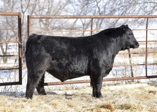 He s a full brother to Exhult 49E, Lots 4 & 5. He is the heaviest WW and YW bull of the sale. Smooth in his design yet big-topped, square-hipped with extra depth of body.
