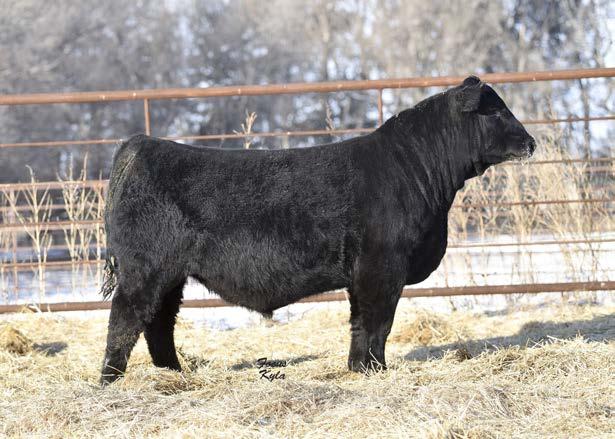 FFS Power Mo P19 Britt U6 Another full brother to our Denver bulls yes, we like this combo a lot and think you'll find value here for your program too! This guy's really complete and smooth made.