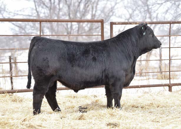 END OF APRIL calf! Take note of birthdates as we're selling a young set of bulls compared with others you might see this time of year.