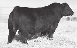 REFERENCE SIRES ICC Pay Raise 4886 - Reference Sire A A Mill Coulee Pay Raise *17468974 ICC Blackbird 0739 +16816874 ICC Pay Raise 4886 [ AMF-CAF-D2F-DDF-M1F-NHF ] Birth Date: 3-30-2014 Bull