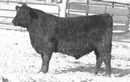 Cannon Payraise 405 - Lot 4 4 ICC Pay Raise 4886 *17974692 Adams Acres Rosena 542 18197219 Cannon Payraise 405 Birth Date: 12-10-2017 Bull 19322654 Tattoo: 405 *Mill Coulee Pay Raise +ICC Blackbird