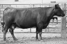 001 78 660 99 1206 103 8012 is larger-framed than his flush brother and he ranks in the top 15% of non-parent Angus bulls for RE and 20% $W.
