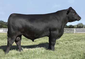 Performance Genetics Basin Lucy S161 / The now-deceased Riverbend Ranch donor and dam of Lot 11.