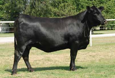 Foundation Families EXAR June 7341 / The herd sire producing grandam of Lot 21.
