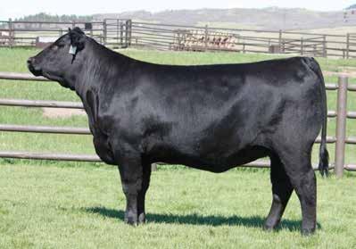 Power Heifers Spruce Mtn Eline 7050 / A full sister to this selection of Silveira Brothers in the 2017 Spruce Mountain Sale sells as Lot 27. Spruce Mtn Rita 692 / The $140,00 valued dam of Lot 28.