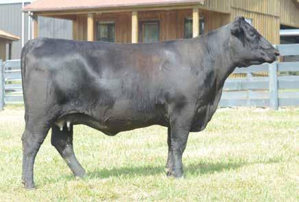 Fall Calving Heifers Crazy K Lass 158D / Lot 36 36 Crazy K Lass 158D Birth Date: 9-17-2016 Cow *18777127 Tattoo: 158D #*Connealy Impression #Connealy Reflection MAR Innovation 251 Pearl Pammy of