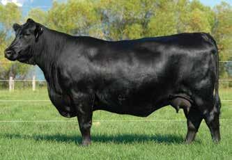 Fall Pairs 38 Coleman Lucy 929 / A daughter of this foundation XL Angus Ranch Lucy sells as Lot 38.