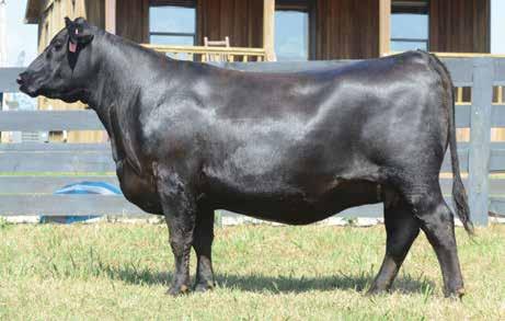 she stems from a direct daughter of the second-generation Deer Valley Farm donor, Rita 0260 by the foundation female sire, Consensus 7229. Lucy 5182 posts a WR 1@100.