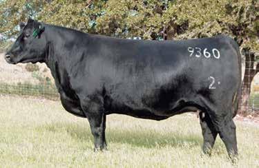 Cornerstone Families 2 Bar Mile High 9360 / A daughter of this $120,000 valued carcass merit donor sells as Lot 70.
