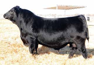 B V A R Heritage 5038 [AMF-CAF-M1F-NHF-OHF-OSF] Birth Date: 1-9-2015 Bull +*18066052 Tattoo: 5038 #*Connealy Consensus 7229 #*Connealy Consensus VAR Generation 2100 Blue Lilly of Conanga 16 *17171587