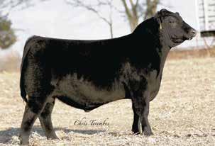 Blackcap 7555 Crazy K Blackcap 7555 / Lot 4 Quaker Hill Blackcap 0A32 / The $320,000 valued anchor of the Spruce Mountain Ranch and High Roller Angus joint embryo programs and dam of Lot 4.