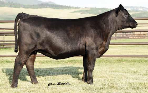 Ranch and High Roller Angus donor, Blackcap 0A32.
