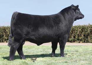 Silveiras Iron Man 7542 - A Flying G Ranch herd sire and a maternal brother to Lots 16-21.