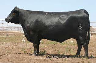 022 +9 -.2 +46 +81 -.39 +11 +19-2.41 Lot 22 comes from our donor program where she averaged 10 embryos per flush.
