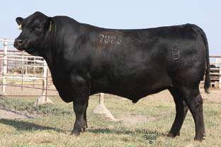 184B Diablo Echo 504 +.008 +8 +1.5 +52 +96 I+1.10 +8 +23-3.18 A daughter of one of the most sought after bulls in the breed from the famed Echo cow family.