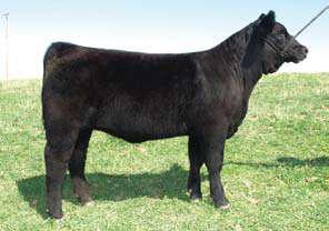 Western Classic Multi Breed Show Heifer Section Check for updated photos at www.showcattlepage.com/gatorcattleco. Lot 52 Consigned by Ellis Club Calves, Madras, OR. Black ChiMaine Heifer H.W. 9648 DOB: 3/6/09 Sire: Heatwave Dam: Full blood Maine This very modern heifer is out of a full blood Maine cow.