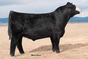 Should be a great steer producer. Lot 54 Consigned by Ellis Club Calves, Madras, OR. Bl