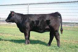 A Sim/Angus cross that is as sound and functional as you could make. A pasture favorite that never has a bad day in her life. From the day she was born she was something special.