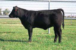 Lot 65 Consigned by Mike & Linda Silveira Family Livestock, Sanger, CA.