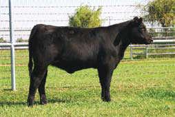 Ace of Diamonds progeny are rare and this heifer is at the top of her class. A high-performing female that is attractive, long-bodied and gentle as a dog.