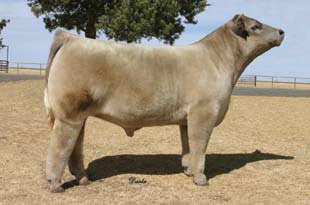 Milkman - The sire of Lot 69. Lot 69 Consigned by Teixeira Cattle Co., Pismo Beach, CA.