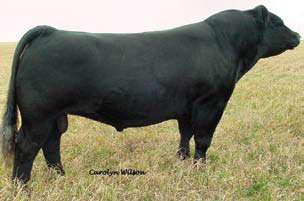 Cow A free and easy-moving heifer that is long necked and full of muscle.