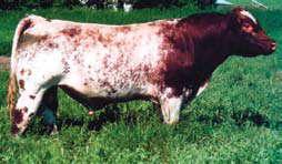 Ali (3) Units Gizmo. A rare opportunity to get your hands on this Shorthorn calving ease sire.