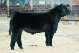 Out of KaBa Legend and a Shakedown daughter, Vortec is an out-cross sire to the Shorthorn breed.