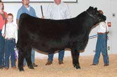 Calf Champion Bred and Owned Female.