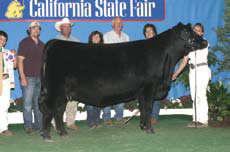 Champion Bred and Owned Bull.