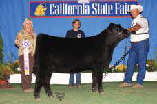 Champion Female in the Junior and Open Shows for Mason