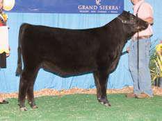Show winner and S D $W +31.60 +28.70 $F +31.83 +19.07 $G +19.87 +13.73 $B +43.12 +27.43 sire is proving to be the bull of choice for cattle that win.