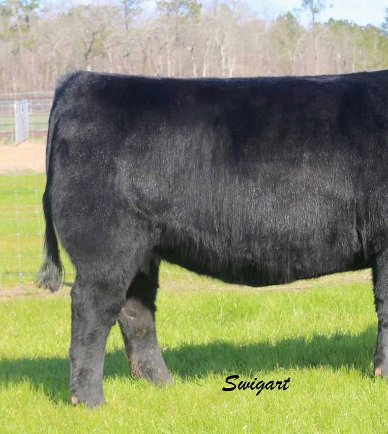 Rita Family 12 The dam of Lot 8 is a full sister to the MB leader, Prophet and a direct daughter of the $360,000 valued Crazy K Ranch and Woodside Farms joint embryo program headliner, Objective 1885.
