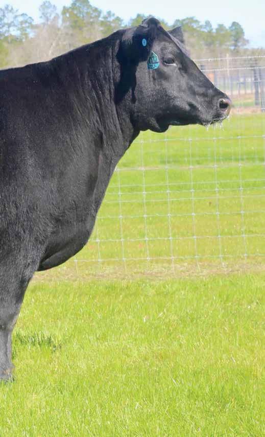 Rita Family of the 2014 Gardiner Angus Sale selling to 0 top-selling bred heifer of the 2015 Spruce Ranch; Rita 4505, the $25,000 selection of persal; Rita 5054, the $25,000 selection of ch Sale; and