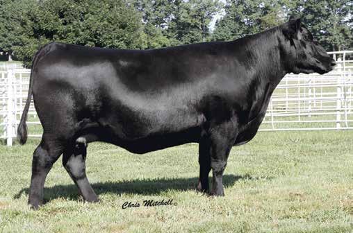 Barbara Family Barbara of Plattemere 337 / The Pathfinder Dam of Lot 21 featured in the Deer Valley Farm program.