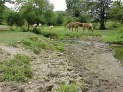 therefore altering water chemistry and water quality Trampling of stream banks and stream